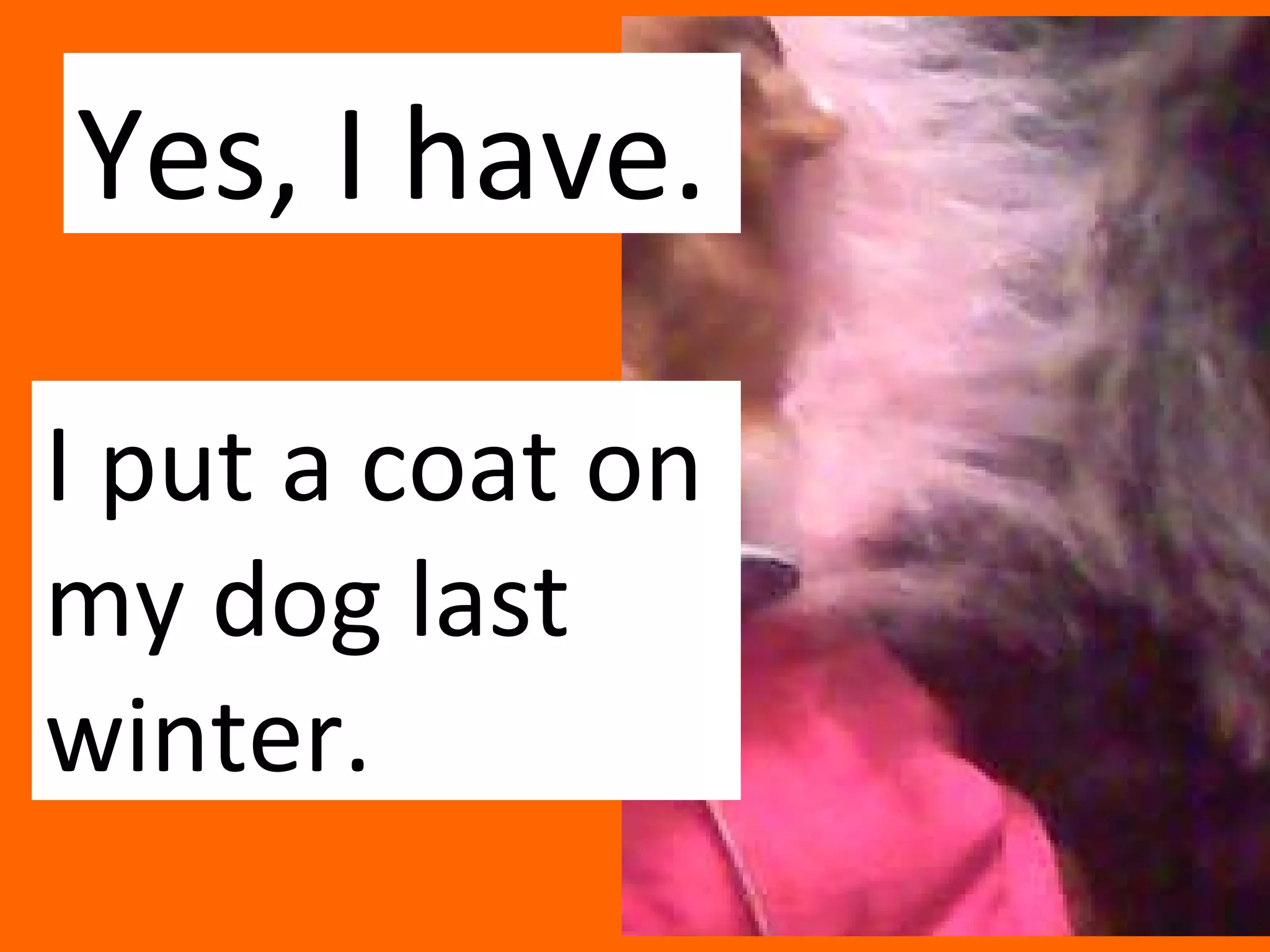 Yes, I have. I put a coat on my dog last winter.  