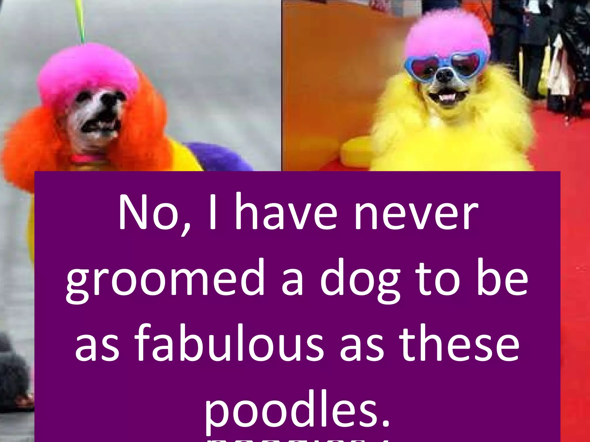 Have you ever groomed a dog to look as fabulous as these poodles? No, I have never groomed a dog to be as fabulous as these poodles. 