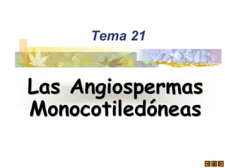 Tema 21
Las AngiospermasLas Angiospermas
MonocotiledMonocotiledóóneasneas
 