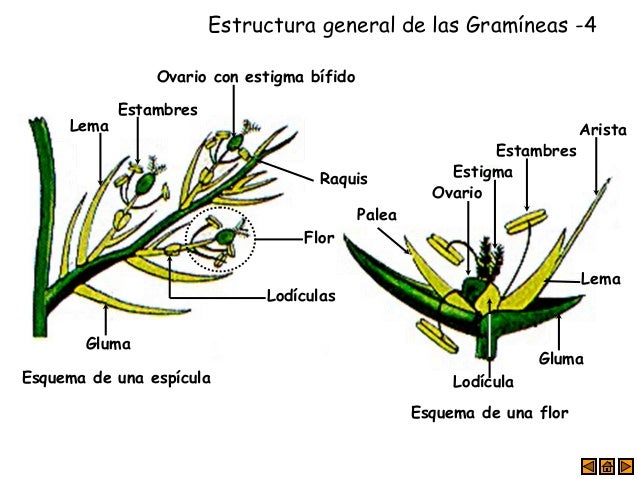 estructura general de las gramíneas 4 esquema de una espícula estructura general de las gramíneas 4 esquema de una espícula