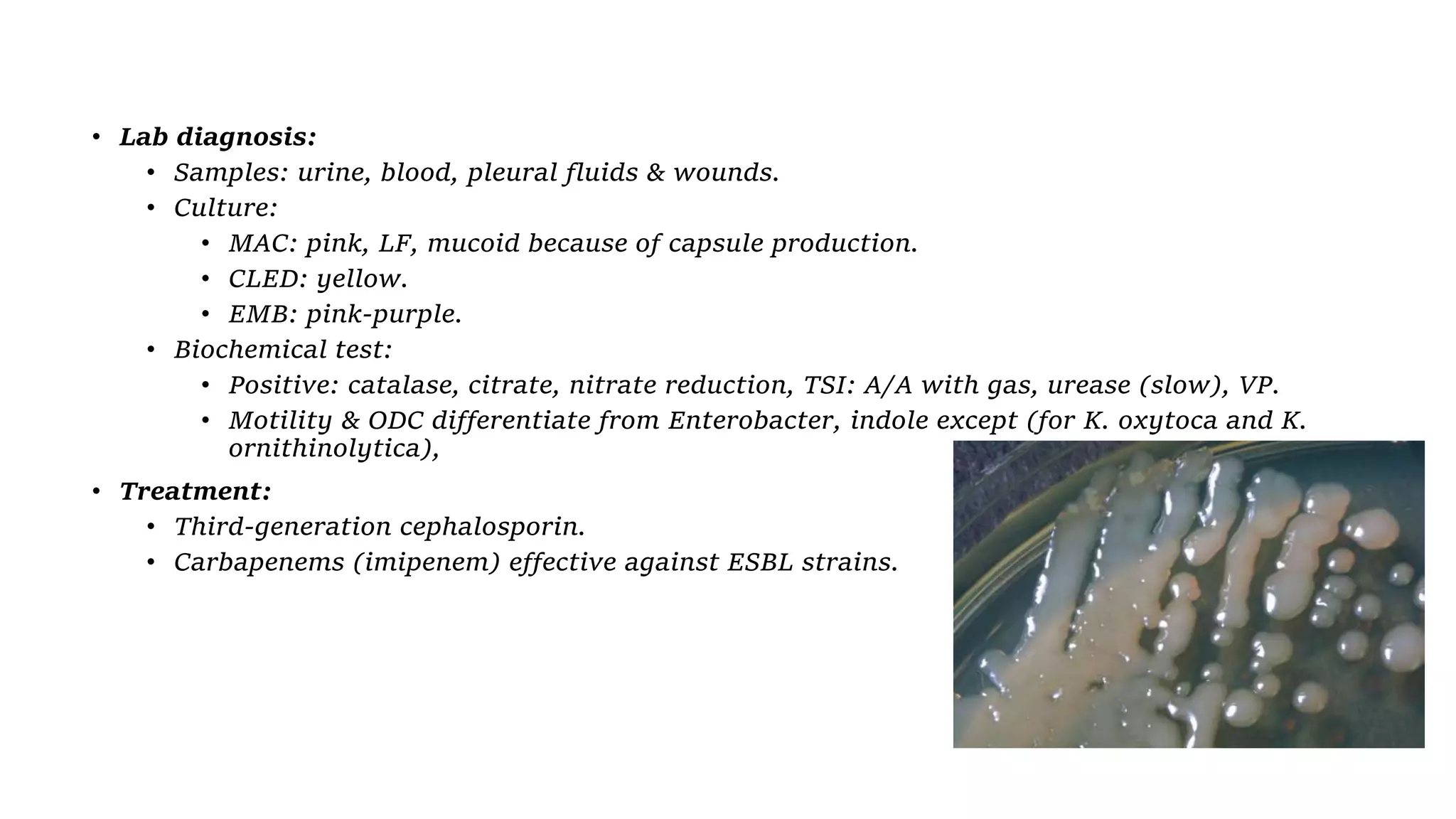 • Lab diagnosis:
• Samples: urine, blood, pleural fluids & wounds.
• Culture:
• MAC: pink, LF, mucoid because of capsule production.
• CLED: yellow.
• EMB: pink-purple.
• Biochemical test:
• Positive: catalase, citrate, nitrate reduction, TSI: A/A with gas, urease (slow), VP.
• Motility & ODC differentiate from Enterobacter, indole except (for K. oxytoca and K.
ornithinolytica),
• Treatment:
• Third-generation cephalosporin.
• Carbapenems (imipenem) effective against ESBL strains.
 