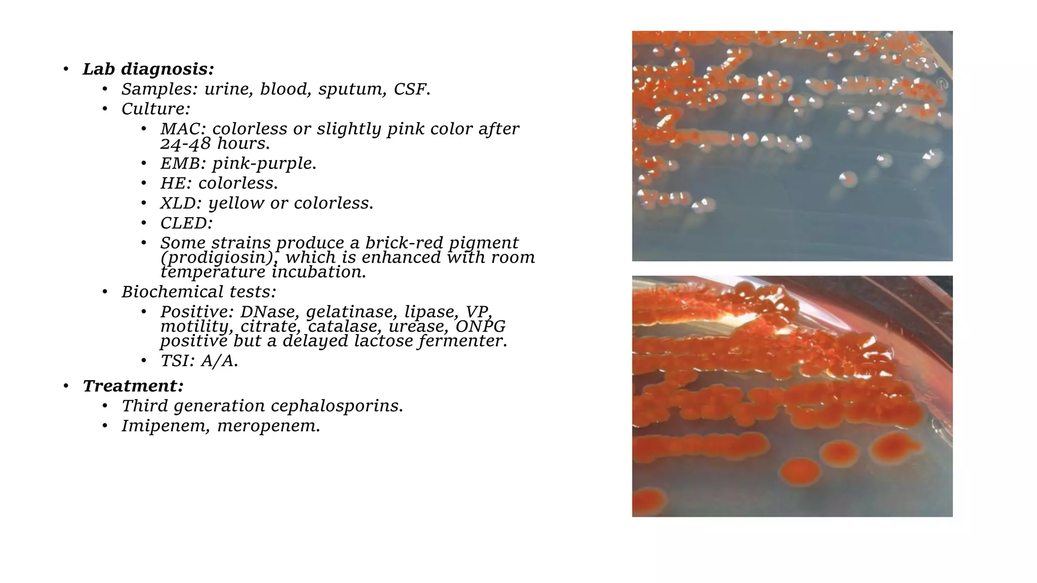 • Lab diagnosis:
• Samples: urine, blood, sputum, CSF.
• Culture:
• MAC: colorless or slightly pink color after
24-48 hours.
• EMB: pink-purple.
• HE: colorless.
• XLD: yellow or colorless.
• CLED:
• Some strains produce a brick-red pigment
(prodigiosin), which is enhanced with room
temperature incubation.
• Biochemical tests:
• Positive: DNase, gelatinase, lipase, VP,
motility, citrate, catalase, urease, ONPG
positive but a delayed lactose fermenter.
• TSI: A/A.
• Treatment:
• Third generation cephalosporins.
• Imipenem, meropenem.
 