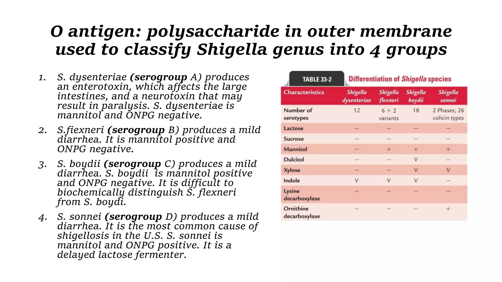 O antigen: polysaccharide in outer membrane
used to classify Shigella genus into 4 groups
1. S. dysenteriae (serogroup A) produces
an enterotoxin, which affects the large
intestines, and a neurotoxin that may
result in paralysis. S. dysenteriae is
mannitol and ONPG negative.
2. S.fiexneri (serogroup B) produces a mild
diarrhea. It is mannitol positive and
ONPG negative.
3. S. boydii (serogroup C) produces a mild
diarrhea. S. boydii is mannitol positive
and ONPG negative. It is difficult to
biochemically distinguish S. flexneri
from S. boydi.
4. S. sonnei (serogroup D) produces a mild
diarrhea. It is the most common cause of
shigellosis in the U.S. S. sonnei is
mannitol and ONPG positive. It is a
delayed lactose fermenter.
 