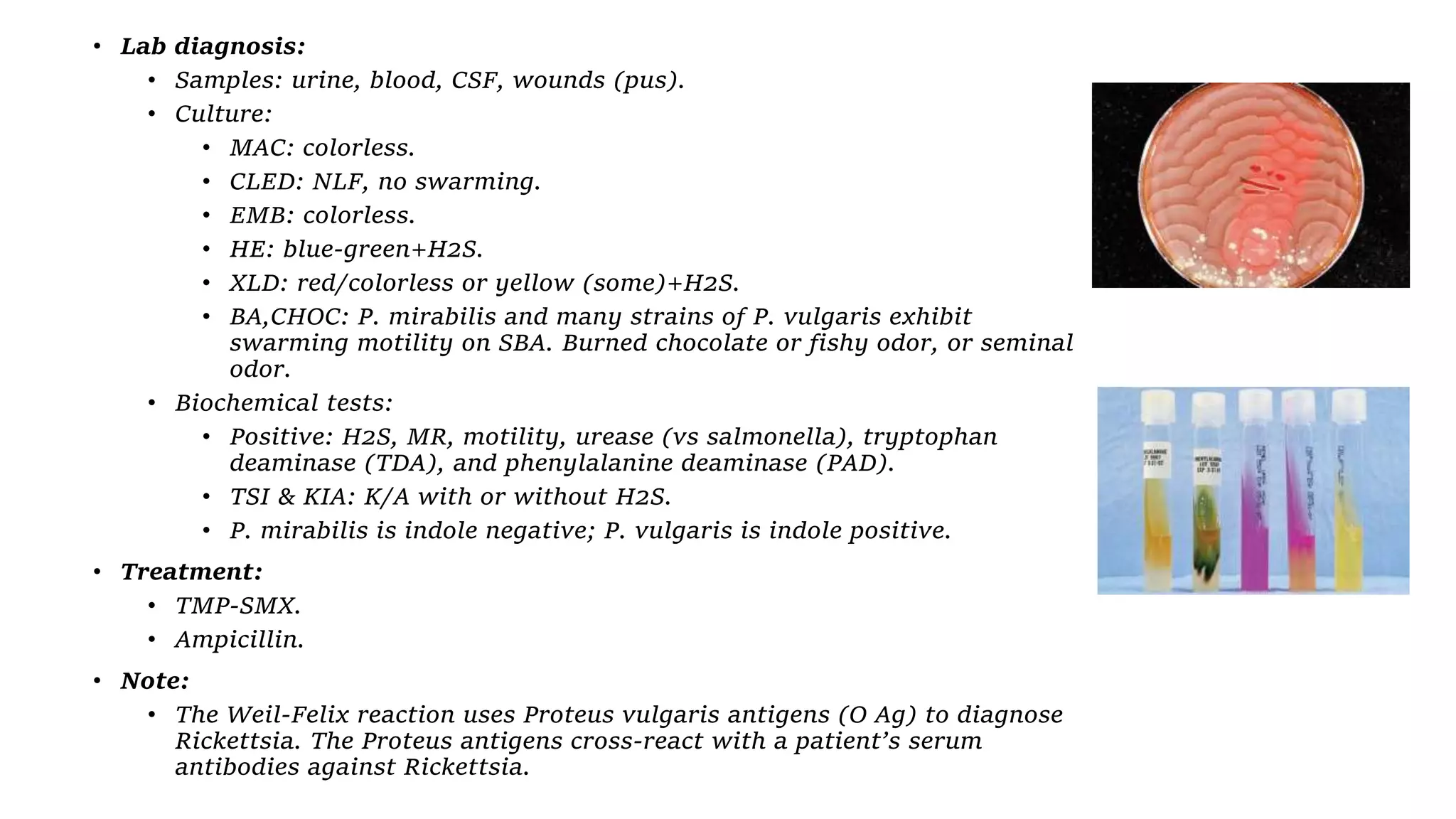 • Lab diagnosis:
• Samples: urine, blood, CSF, wounds (pus).
• Culture:
• MAC: colorless.
• CLED: NLF, no swarming.
• EMB: colorless.
• HE: blue-green+H2S.
• XLD: red/colorless or yellow (some)+H2S.
• BA,CHOC: P. mirabilis and many strains of P. vulgaris exhibit
swarming motility on SBA. Burned chocolate or fishy odor, or seminal
odor.
• Biochemical tests:
• Positive: H2S, MR, motility, urease (vs salmonella), tryptophan
deaminase (TDA), and phenylalanine deaminase (PAD).
• TSI & KIA: K/A with or without H2S.
• P. mirabilis is indole negative; P. vulgaris is indole positive.
• Treatment:
• TMP-SMX.
• Ampicillin.
• Note:
• The Weil-Felix reaction uses Proteus vulgaris antigens (O Ag) to diagnose
Rickettsia. The Proteus antigens cross-react with a patient’s serum
antibodies against Rickettsia.
 