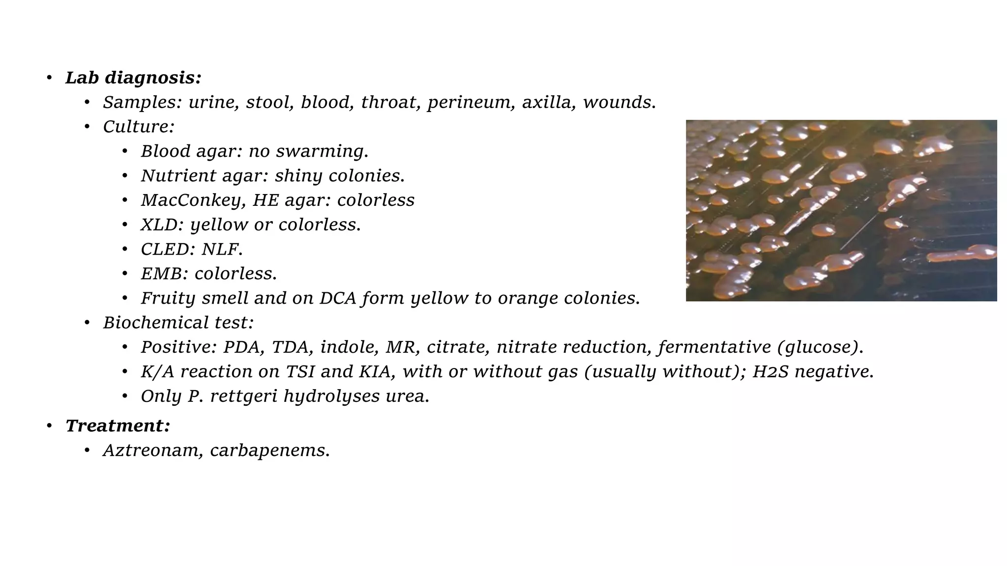 • Lab diagnosis:
• Samples: urine, stool, blood, throat, perineum, axilla, wounds.
• Culture:
• Blood agar: no swarming.
• Nutrient agar: shiny colonies.
• MacConkey, HE agar: colorless
• XLD: yellow or colorless.
• CLED: NLF.
• EMB: colorless.
• Fruity smell and on DCA form yellow to orange colonies.
• Biochemical test:
• Positive: PDA, TDA, indole, MR, citrate, nitrate reduction, fermentative (glucose).
• K/A reaction on TSI and KIA, with or without gas (usually without); H2S negative.
• Only P. rettgeri hydrolyses urea.
• Treatment:
• Aztreonam, carbapenems.
 