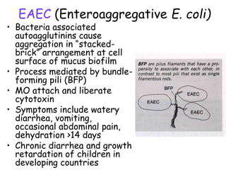 Gram Negative Bacteria.ppt