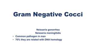 Gram Negative Cocci
Neisseria gonorrhea
Neisseria meningitidis
• Common pathogen in man
• 70% they are related with DNA homology
 