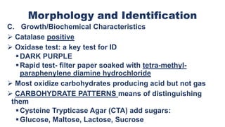 Morphology and Identification
C. Growth/Biochemical Characteristics
 Catalase positive
 Oxidase test: a key test for ID
DARK PURPLE
Rapid test- filter paper soaked with tetra-methyl-
paraphenylene diamine hydrochloride
 Most oxidize carbohydrates producing acid but not gas
 CARBOHYDRATE PATTERNS means of distinguishing
them
Cysteine Trypticase Agar (CTA) add sugars:
Glucose, Maltose, Lactose, Sucrose
 