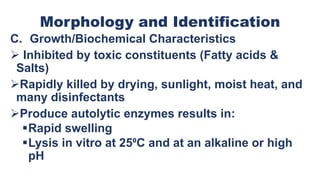 Morphology and Identification
C. Growth/Biochemical Characteristics
 Inhibited by toxic constituents (Fatty acids &
Salts)
Rapidly killed by drying, sunlight, moist heat, and
many disinfectants
Produce autolytic enzymes results in:
Rapid swelling
Lysis in vitro at 25⁰C and at an alkaline or high
pH
 