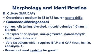 Morphology and Identification
B. Culture (BAP/CAP)
 On enriched medium in 48 to 72 hours= capnophilic
 Gonococci/Meningococci
- convex, glistening, elevated, mucoid colonies 1-5 mm in
diameter
- Transparent or opaque, non-pigmented, non-hemolytic
- Pathogenic Neisseria
- Very fastidious which requires BAP and CAP (iron, hemin,
coenzyme 1)
- Gonococci need cysteine for growth
 