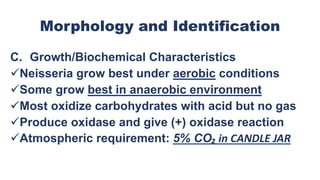 Morphology and Identification
C. Growth/Biochemical Characteristics
Neisseria grow best under aerobic conditions
Some grow best in anaerobic environment
Most oxidize carbohydrates with acid but no gas
Produce oxidase and give (+) oxidase reaction
Atmospheric requirement: 5% CO₂ in CANDLE JAR
 