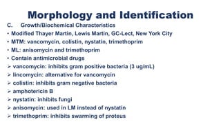Morphology and Identification
C. Growth/Biochemical Characteristics
• Modified Thayer Martin, Lewis Martin, GC-Lect, New York City
• MTM: vancomycin, colistin, nystatin, trimethoprim
• ML: anisomycin and trimethoprim
• Contain antimicrobial drugs
 vancomycin: inhibits gram positive bacteria (3 ug/mL)
 lincomycin: alternative for vancomycin
 colistin: inhibits gram negative bacteria
 amphotericin B
 nystatin: inhibits fungi
 anisomycin: used in LM instead of nystatin
 trimethoprim: inhibits swarming of proteus
 