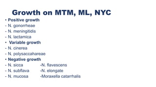 Growth on MTM, ML, NYC
• Positive growth
- N. gonorrheae
- N. meningitidis
- N. lactamica
• Variable growth
- N. cinerea
- N. polysaccahareae
• Negative growth
- N. sicca -N. flavescens
- N. subflava -N. elongate
- N. mucosa -Moraxella catarrhalis
 