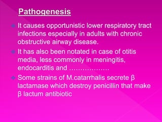  It causes opportunistic lower respiratory tract
infections especially in adults with chronic
obstructive airway disease.
 It has also been notated in case of otitis
media, less commonly in meningitis,
endocarditis and ………………
 Some strains of M.catarrhalis secrete β
lactamase which destroy penicillin that make
β lactum antibiotic
 