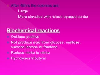  After 48hrs the colonies are;
Large
More elevated with raised opaque center
Biochemical reactions
 Oxidase positive
 Not produce acid from glucose, maltose,
sucrose lactose or fructose.
 Reduce nitrite to nitrite
 Hydrolyses tributyrin
 