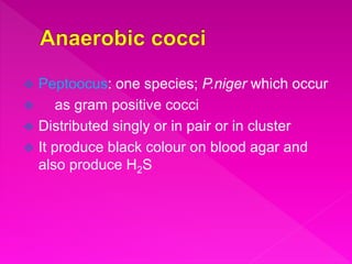  Peptoocus: one species; P.niger which occur
 as gram positive cocci
 Distributed singly or in pair or in cluster
 It produce black colour on blood agar and
also produce H2S
 