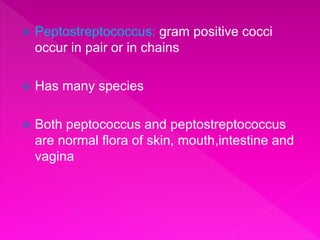  Peptostreptococcus: gram positive cocci
occur in pair or in chains
 Has many species
 Both peptococcus and peptostreptococcus
are normal flora of skin, mouth,intestine and
vagina
 