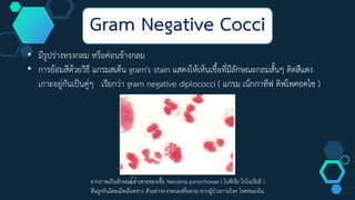 • มีรูปร่างทรงกลม หรือค่อนข้างกลม
• การย้อมสีด้วยวิธี แกรมสเต็น gram's stain แสดงให้เห็นเชื้อที่มีลักษณะกลมสั้นๆ ติดสีแดง
เกาะอยู่กันเป็นคู่ๆ เรียกว่า gram negative diplococci ( แกรม เน็กกาทีฟ ดิฟโพคอคไซ )
Gram Negative Cocci
จากภาพเป็นลักษณะจาเพาะของเชื้อ Neisseria gonorrhoeae ( ไนซีเรีย โกโนเรียอี )
คือถูกกินโดยเม็ดเลือดขาว ตัวอย่างจากหนองที่ออกมาจากผู้ป่วยกามโรค โรคหนองใน
 