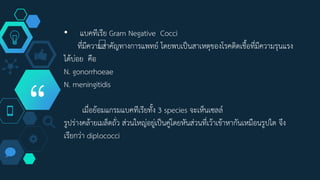 “
• แบคทีเรีย Gram Negative Cocci
ที่มีความสาคัญทางการแพทย์ โดยพบเป็นสาเหตุของโรคติดเชื้อที่มีความรุนแรง
ได้บ่อย คือ
N. gonorrhoeae
N. meningitidis
เมื่อย้อมแกรมแบคทีเรียทั้ง 3 species จะเห็นเซลล์
รูปร่างคล้ายเมล็ดถั่ว ส่วนใหญ่อยู่เป็นคู่โดยหันส่วนที่เว้าเข้าหากันเหมือนรูปไต จึง
เรียกว่า diplococci
 