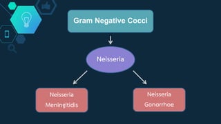 Neisseria
Neisseria
Meningitidis
Gram Negative Cocci
Neisseria
Gonorrhoe
 
