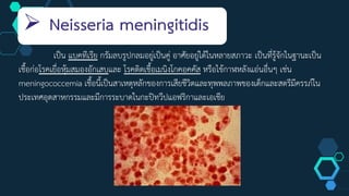 Neisseria meningitidis
เป็น แบคทีเรีย กรัมลบรูปกลมอยู่เป็นคู่ อาศัยอยู่ได้ในหลายสภาวะ เป็นที่รู้จักในฐานะเป็น
เชื้อก่อโรคเยื่อหุ้มสมองอักเสบและ โรคติดเชื้อเมนิงโกคอคคัส หรือไข้กาฬหลังแอ่นอื่นๆ เช่น
meningococcemia เชื้อนี้เป็นสาเหตุหลักของการเสียชีวิตและทุพพลภาพของเด็กและสตรีมีครรภ์ใน
ประเทศอุตสาหกรรมและมีการระบาดในกะปิทวีปแอฟริกาและเอเชีย
 