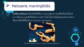  Neisseria meningitidis
• โรคไข้กาฬหลังแอ่น คือโรคติดเชื้อที่มีอาการรุนแรงผู้ป่วยบางคนที่ติดเชื้อชนิดนี้จะมี
อาการที่รุนแรง และเสียชีวิตได้อย่างรวดเร็ว โรคนี้ เป็นโรคเยื่อหุ้มสมองอักเสบเกิดจาก
เชื้อแบคทีเรียที่มีชื่อเรียกว่า Neisseria meningitides
เชื้อก่อโรคไข้กาฬหลังแอ่น Neisseria meningitidis จากกล้องจุลทรรศน์อิเล็กตรอน
 
