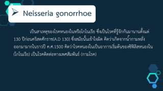  Neisseria gonorrhoe
เป็นสาเหตุของโรคหนองในหรือโกโนเรีย ซึ่งเป็นโรคที่รู้จักกันมานานตั้งแต่
130 ปีก่อนคริสตศักราช(A.D 130) ซึ่งสมัยนั้นเข้าใจผิด คิดว่าเกิดจากน้ำกามหลั่ง
ออกมามากในราวปี ค.ศ.1500 คิดว่าโรคหนองในเป็นอาการเริ่มต้นของซิฟิลิสหนองใน
(โกโนเรีย) เป็นโรคติดต่อทางเพศสัมพันธ์ (กามโรค)
 