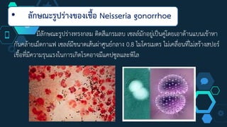 • ลักษณะรูปร่างของเชื้อ Neisseria gonorrhoe
มีลักษณะรูปร่างทรงกลม ติดสีแกรมลบ เซลล์มักอยู่เป็นคู่โดยเอาด้านแบนเข้าหา
กันคล้ายเม็ดกาแฟ เซลล์มีขนาดเส้นผ่าศูนย์กลาง 0.8 ไมโครเมตร ไม่เคลื่อนที่ไม่สร้างสปอร์
เชื้อที่มีความรุนแรงในการเกิดโรคอาจมีแคปซูลและพิไล
 