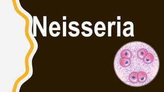 Neisseria
 