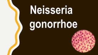 Neisseria
gonorrhoe
 
