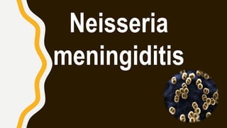 Neisseria
meningiditis
 