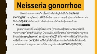 Neisseria gonorrhoe
ติดต่อผ่านทางการหายใจ เชื้อก่อโรคที่สาคัญที่ทาให้เกิด bacterial
meningitis ในอายุน้อยกว่า 20 ปี เชื้อยังสามารถกระจายเข้าสู่กระแสโลหิตและ ทา
ให้เกิด sepsis ได้ เกิดโรคไข้กาฬหลังแอ่นและเกิดโรคเยื่อหุ้มสมองอักเสบ
• ระยะติดต่อ
ผู้ที่สามารถแพร่เชื้อได้ คือผู้ที่ไม่มีอาการ (พาหะ) และผู้ป่วยสามารถแพร่โรคได้
จนกว่าจะตรวจไม่พบเชื้อในน้ามูก น้าลายแล้วปกติเชื้อจะหมดไปจากช่องโพรงจมูกทาง
ด้านหลัง (nasopharynx) ของผู้ป่วยภายใน 24 ชั่วโมงหลังจากที่ผู้ป่วยได้รับยาต้าน
จุลชีพที่เหมาะสม penicillin จะใช้ยับยั้งเชื้อได้ชั่วคราว แต่จะไม่กาจัดเชื้อให้หมดไป
จากโพรงช่องปาก จมูกและคอรวมทั้งโพรงจมูกด้านหลัง (oronasopharynx)
 