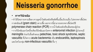 Neisseria gonorrhoe
• การวินิจฉัย
- ทาได้โดยการเจาะเลือด เจาะดูดน้าไขสันหลังหรือตัดชื้นเนื้อบริเวณผื่น ไปตรวจหาเชื้อโดย
การส่งย้อมสี (gram stain) เพาะเชื้อ นอกจากนี้สามารถตรวจหาเชื้อโดยวิธี
polymerase chain reaction (PCR) จากน้าไขสันหลังหรือเลือดของผู้ป่วย
- การวินิจฉัยแยกโรคนี้จะต้องวินิจฉัยแยกโรคจาก enteroviral infection ผู้ป่วยจะมี
meningitis ร่วมกับผื่นลักษณะ petechiae, toxic shock syndrome, septic
vasculitis ที่เกิดจาก acute bacteremia หรือ endocarditis, leptospirosis
และโรคในกลุ่ม non-infectious vasculitis อื่น ๆ
 