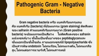 Gram negative bacteria หรือ แบคทีเรียแกรมลบ
คือ แบคทีเรีย (bacteria) ที่ย้อมแกรม (gram staining) ติดสีแดง
ของ safranin ส่วนแบคทีเรียแกรมบวก (Gram positive
bacteria) จะย้อมแกรมเป็ นสีม่วง ไม่ติดสีแดงของ safranin
ผนังเซลล์บาง ชั้นในเป็ นชั้นบางของ peptidoglycanและ
ชั้นนอกเป็ นชั้นไขมัน ภายนอกเซลล์มี lipopolysacharide ซึ่ง
เป็ นสารพิษ endotoxin ไม่ทนร้อน,ไม่ทนแรงดัน,ไม่ทนเกลือ
สูง,ไม่ทนต่อการฉายรังสี,ไม่ทนสารเคมี
Pathogenic Gram - Negative
Bacteria
 