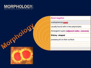 Gram Polymorphs Gram Negative Cocci.pptx