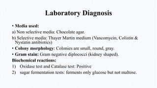 Laboratory Diagnosis
• Media used:
a) Non selective media: Chocolate agar.
b) Selective media: Thayer Martin medium (Vancomycin, Colistin &
Nystatin antibiotics)
• Colony morphology: Colonies are small, round, gray.
• Gram stain: Gram negative diplococci (kidney shaped).
Biochemical reactions:
1) Oxidase test and Catalase test: Positive
2) sugar fermentation tests: ferments only glucose but not maltose.
 