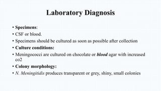 Laboratory Diagnosis
• Specimens:
• CSF or blood.
• Specimens should be cultured as soon as possible after collection
• Culture conditions:
• Meningococci are cultured on chocolate or blood agar with increased
co2
• Colony morphology:
• N. Meningitidis produces transparent or grey, shiny, small colonies
 