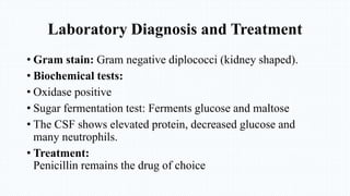 Laboratory Diagnosis and Treatment
• Gram stain: Gram negative diplococci (kidney shaped).
• Biochemical tests:
• Oxidase positive
• Sugar fermentation test: Ferments glucose and maltose
• The CSF shows elevated protein, decreased glucose and
many neutrophils.
• Treatment:
Penicillin remains the drug of choice
 