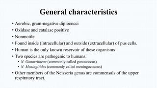 General characteristics
• Aerobic, gram-negative diplococci
• Oxidase and catalase positive
• Nonmotile
• Found inside (intracellular) and outside (extracellular) of pus cells.
• Human is the only known reservoir of these organisms
• Two species are pathogenic to humans:
• N. Gonorrhoeae (commonly called gonococcus)
• N. Meningitides (commonly called meningococcus)
• Other members of the Neisseria genus are commensals of the upper
respiratory tract.
 