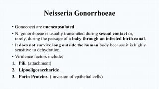 Neisseria Gonorrhoeae
• Gonococci are unencapsulated .
• N. gonorrhoeae is usually transmitted during sexual contact or,
rarely, during the passage of a baby through an infected birth canal.
• It does not survive long outside the human body because it is highly
sensitive to dehydration.
• Virulence factors include:
1. Pili. (attachment)
2. Lipooligosaccharide
3. Porin Proteins. ( invasion of epithelial cells)
 