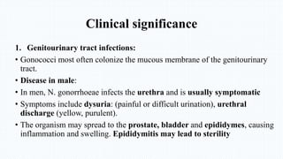 Clinical significance
1. Genitourinary tract infections:
• Gonococci most often colonize the mucous membrane of the genitourinary
tract.
• Disease in male:
• In men, N. gonorrhoeae infects the urethra and is usually symptomatic
• Symptoms include dysuria: (painful or difficult urination), urethral
discharge (yellow, purulent).
• The organism may spread to the prostate, bladder and epididymes, causing
inflammation and swelling. Epididymitis may lead to sterility
 