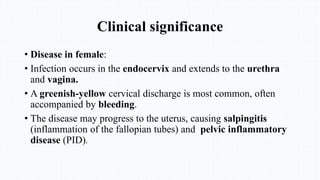 Clinical significance
• Disease in female:
• Infection occurs in the endocervix and extends to the urethra
and vagina.
• A greenish-yellow cervical discharge is most common, often
accompanied by bleeding.
• The disease may progress to the uterus, causing salpingitis
(inflammation of the fallopian tubes) and pelvic inflammatory
disease (PID).
 