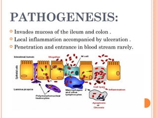 PATHOGENESIS:
 Invades mucosa of the ileum and colon .
 Local inflammation accompanied by ulceration .
 Penetration and entrance in blood stream rarely.
 