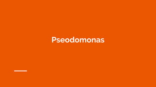 Pseodomonas
 