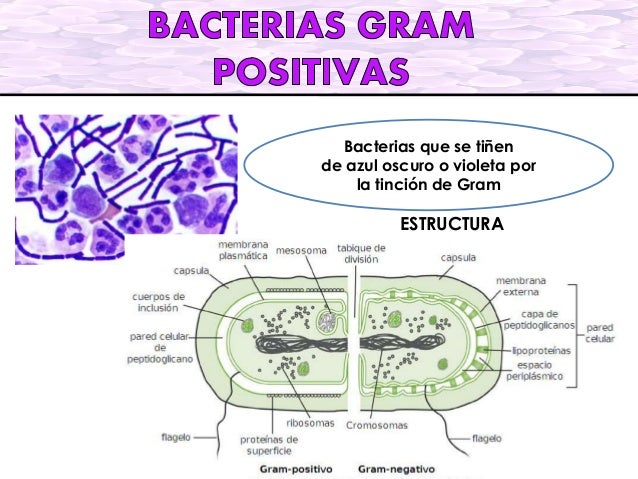 BACTERIAS GRAM POSITIVAS