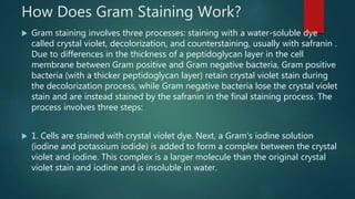 How Does Gram Staining Work?
 Gram staining involves three processes: staining with a water-soluble dye
called crystal violet, decolorization, and counterstaining, usually with safranin .
Due to differences in the thickness of a peptidoglycan layer in the cell
membrane between Gram positive and Gram negative bacteria, Gram positive
bacteria (with a thicker peptidoglycan layer) retain crystal violet stain during
the decolorization process, while Gram negative bacteria lose the crystal violet
stain and are instead stained by the safranin in the final staining process. The
process involves three steps:
 1. Cells are stained with crystal violet dye. Next, a Gram's iodine solution
(iodine and potassium iodide) is added to form a complex between the crystal
violet and iodine. This complex is a larger molecule than the original crystal
violet stain and iodine and is insoluble in water.
 