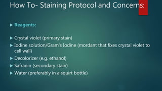 How To- Staining Protocol and Concerns:
 Reagents:
 Crystal violet (primary stain)
 Iodine solution/Gram's Iodine (mordant that fixes crystal violet to
cell wall)
 Decolorizer (e.g. ethanol)
 Safranin (secondary stain)
 Water (preferably in a squirt bottle)
 