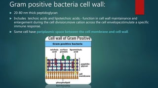 Gram positive bacteria cell wall:
 20-80 nm thick peptidoglycan
 Includes teichoic acids and lipoteichoic acids.- function in cell wall maintainance and
enlargement during the cell division;move cation across the cell envelope;stimulate a specific
immune response.
 Some cell have periplasmic space between the cell membrane and cell wall.
 