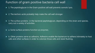 Function of gram positive bacteria cell wall
 1. The peptidoglycan in the Gram-positive cell wall prevents osmotic lysis.
 2. The teichoic acids probably help make the cell wall stronger.
 3. The surface proteins in the bacterial peptidoglycan, depending on the strain and species,
carry out a variety of activities.
 a. Some surface proteins function as enzymes.
 b. Other proteins serve as adhesins. Adhesins enable the bacterium to adhere intimately to host
calls and other surfaces in order to colonize those cells and resist flushing.
 