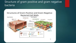 Structure of gram positive and gram negative
bacteria
 